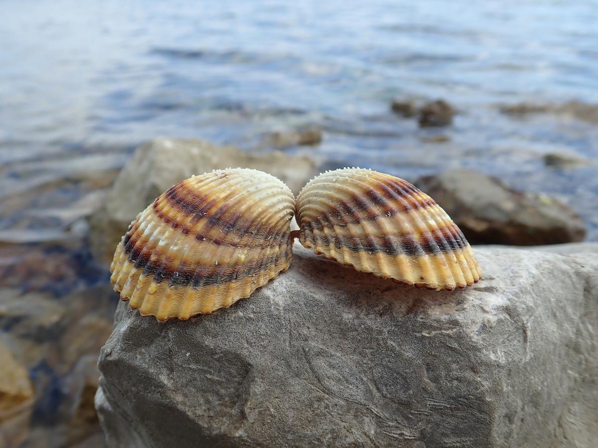 Apartmán Marino *